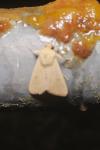 Mythimna vitellina