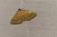Camptogramma bilineata