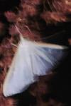Palpita vitrealis