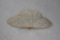 Idaea subsericeata