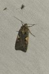 Xestia c-nigrum