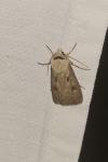 Agrotis exclamationis