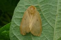 Lasiocampa quercus