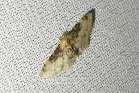 Idaea filicata