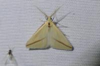 Rhodometra sacraria