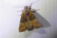 Mesoligia furuncula