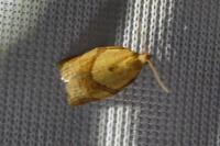 Clepsis consimilana