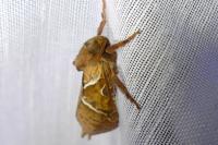 Triodia sylvina