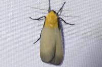 Lithosia quadra