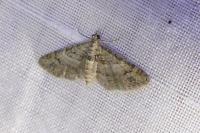 Gymnoscelis rufifasciata