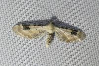 Eupithecia centaureata