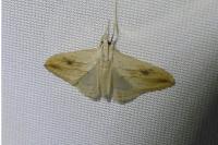 Evergestis forficalis