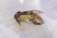 Notodonta ziczac