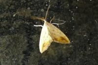 Evergestis extimalis