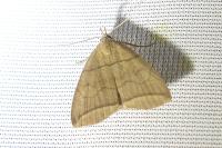 Herminia grisealis