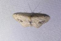 Idaea dimidiata