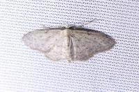 Idaea seriata