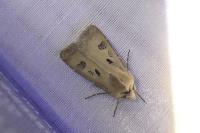 Agrotis exclamationis