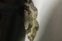 Epirrhoe alternata