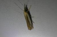 Crambus pascuella