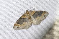 Xanthorhoe ferrugata