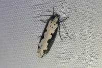 Ethmia bipunctella