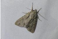 Acronicta psi/tridens