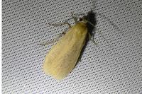 Wittia sororcula