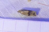 Celypha striana