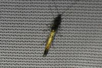 Coleophora