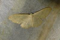 Idaea straminata