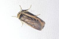 Ochropleura leucogaster