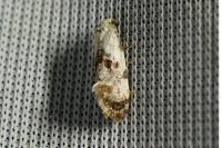 Cochylis hybridella