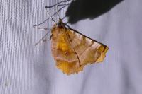 Selenia dentaria