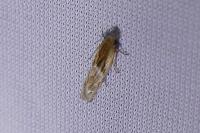 Eucosma cana