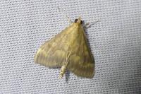Ostrinia nubilalis/scapulalis