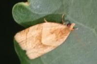 Clepsis rurinana