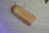 Mythimna pallens