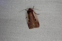 Ochropleura plecta