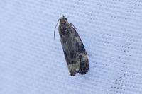 Endothenia gentianaeana/marginana/oblongana