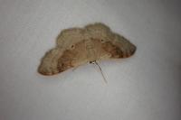 Idaea degeneraria