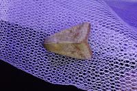 Helicoverpa armigera