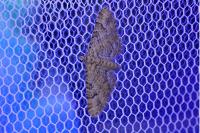 Gymnoscelis rufifasciata