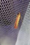 Oncocera semirubella
