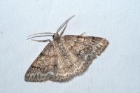 Pseudoterpna coronillaria