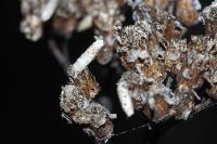 Coleophora argentula