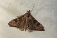 Nomophila noctuella