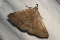 Polypogon plumigeralis