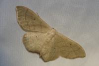 Idaea straminata
