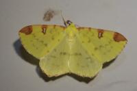 Opisthograptis luteolata